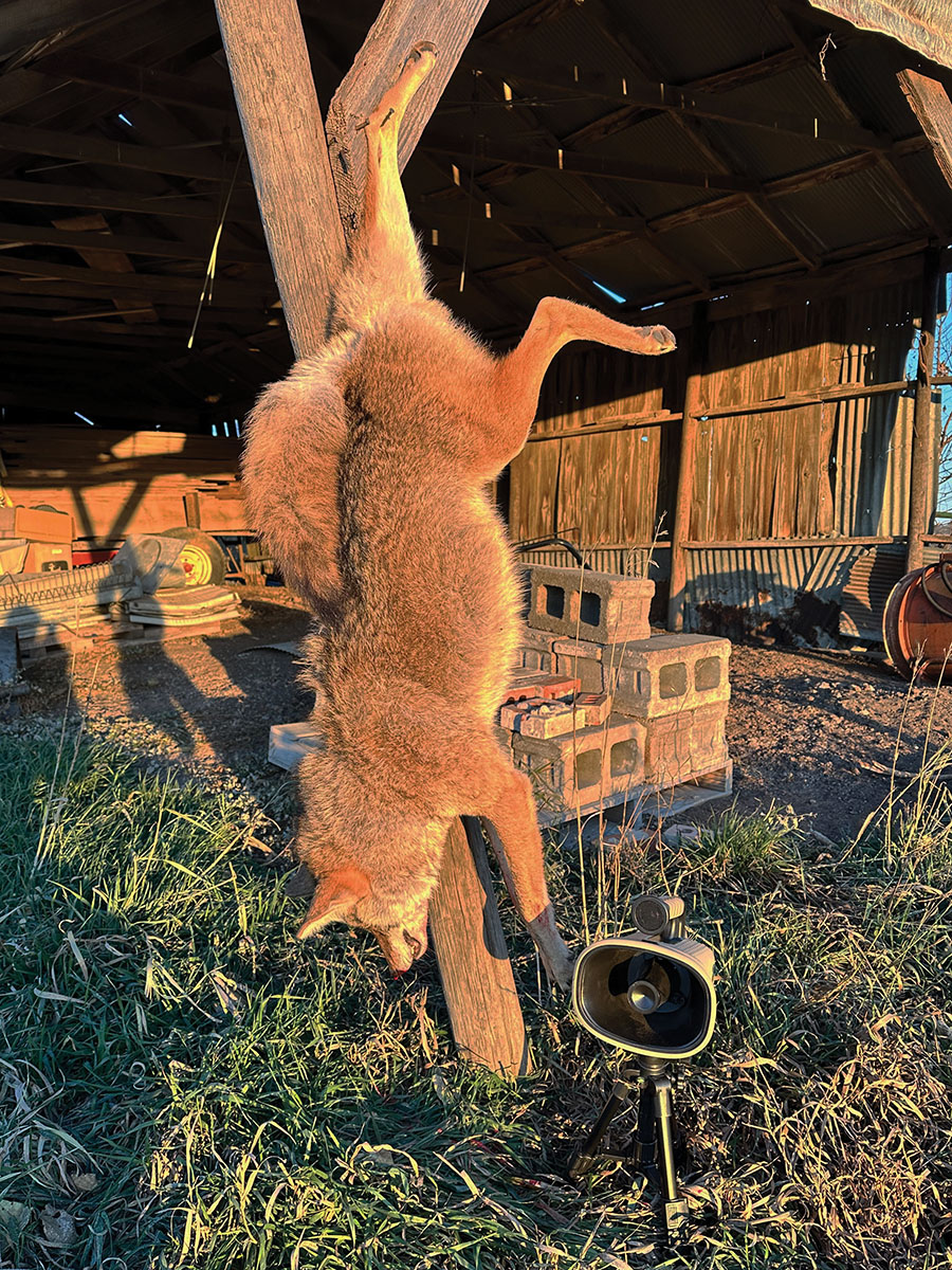 This nice-sized male traveled more than half a mile to the Lucky Pecker sound. The 95-grain BIB bullet anchored the male with a head-on 110-yard shot.